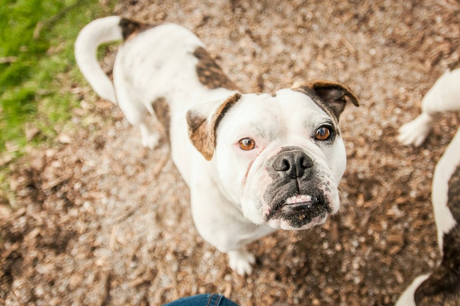 Алапахский бульдог смесь с лабрадором
