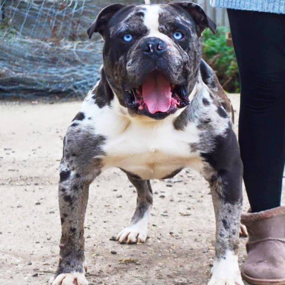 Бульдог Алапахский чистокровный