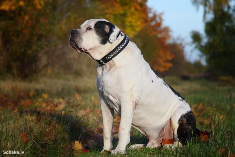 Булли Кутта пакистанский мастиф