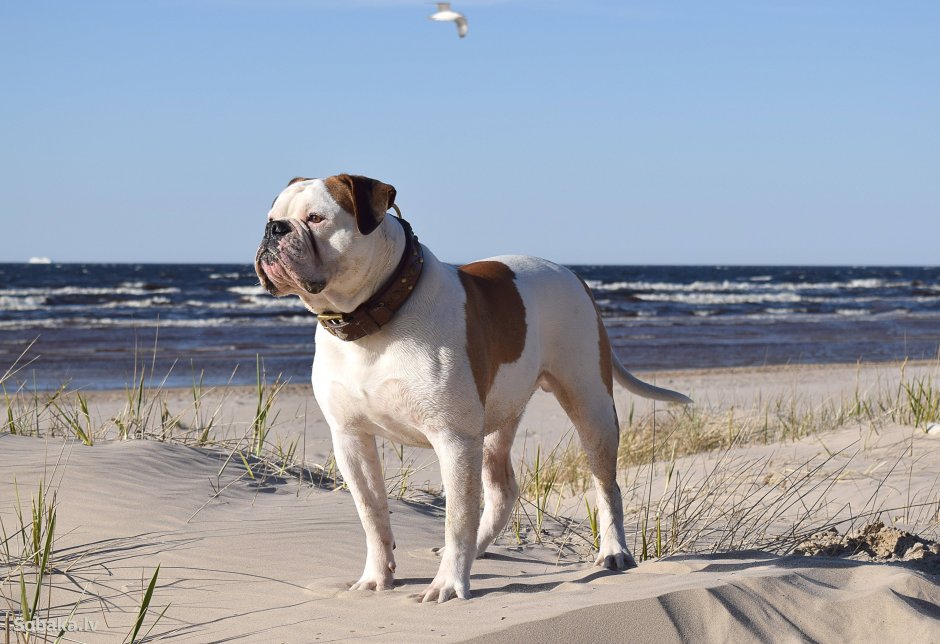 Американский бульдог Тип Джонсона