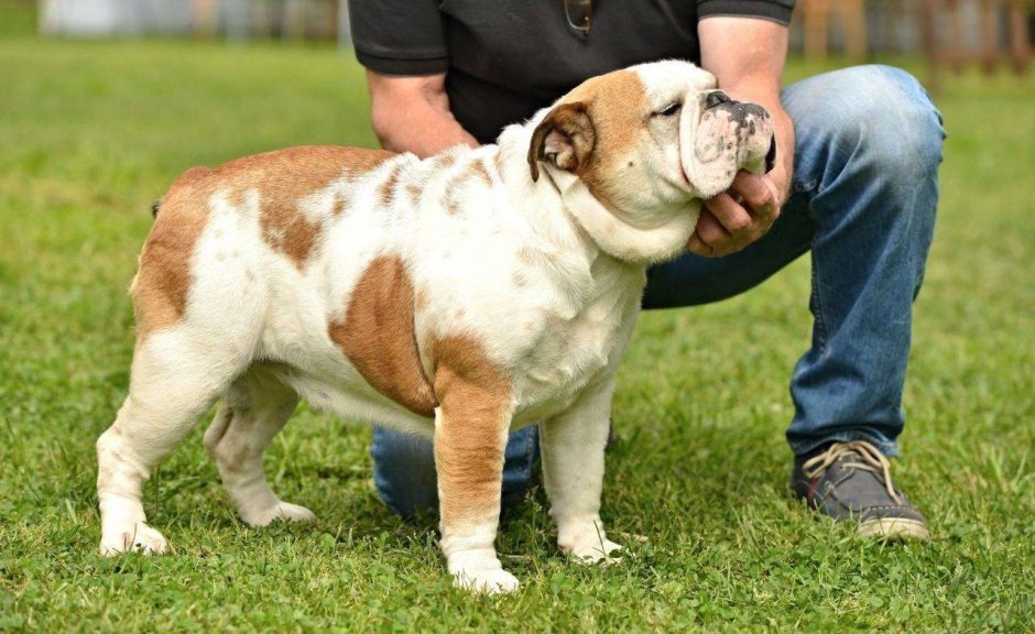 Бульдог Алапахский чистокровный Отто