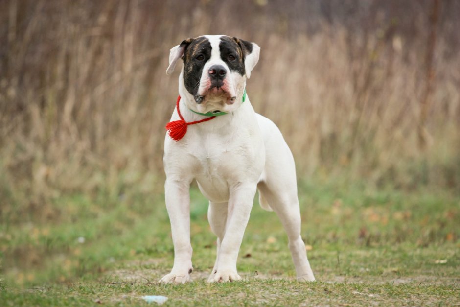 Американский бульдог
