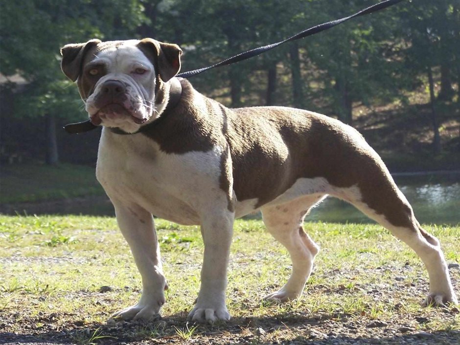 Бульдог Алапахский чистокровный Отто