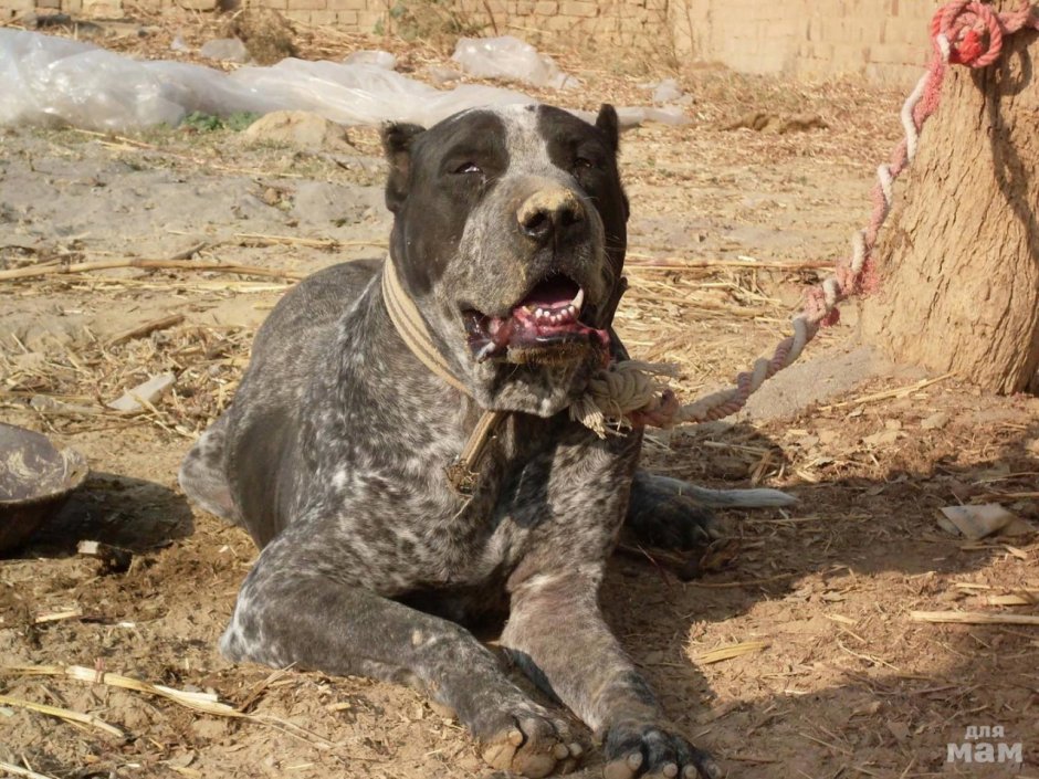 Микадо Сан Салливан бульдог фото