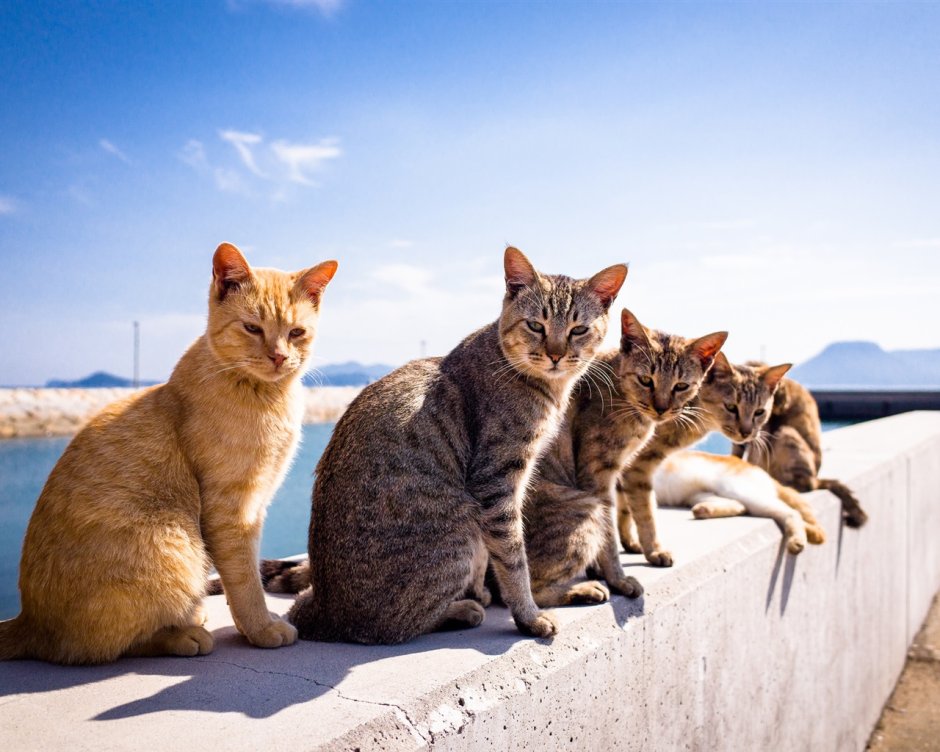 Коты и кошки