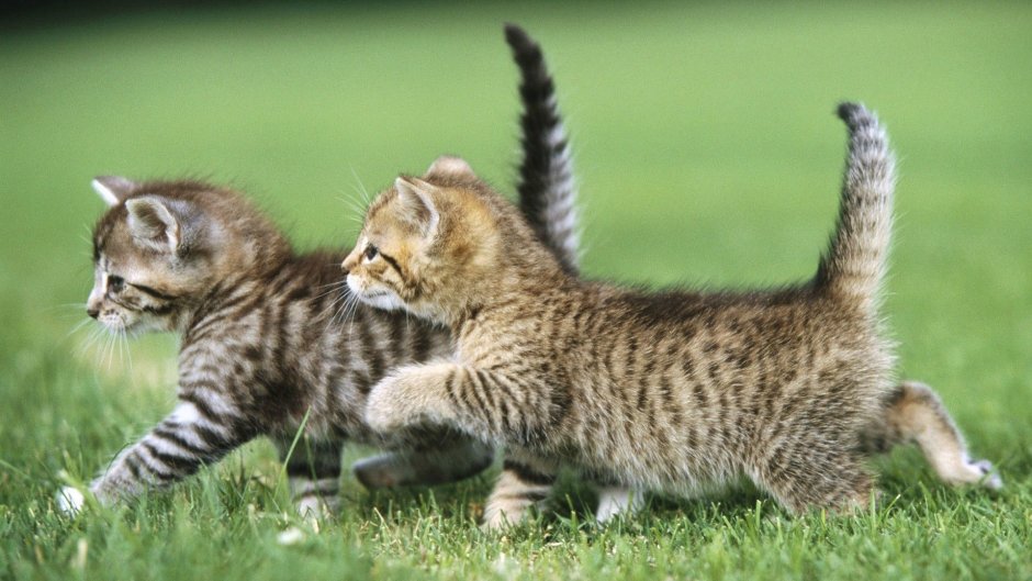 Кошка с котятами