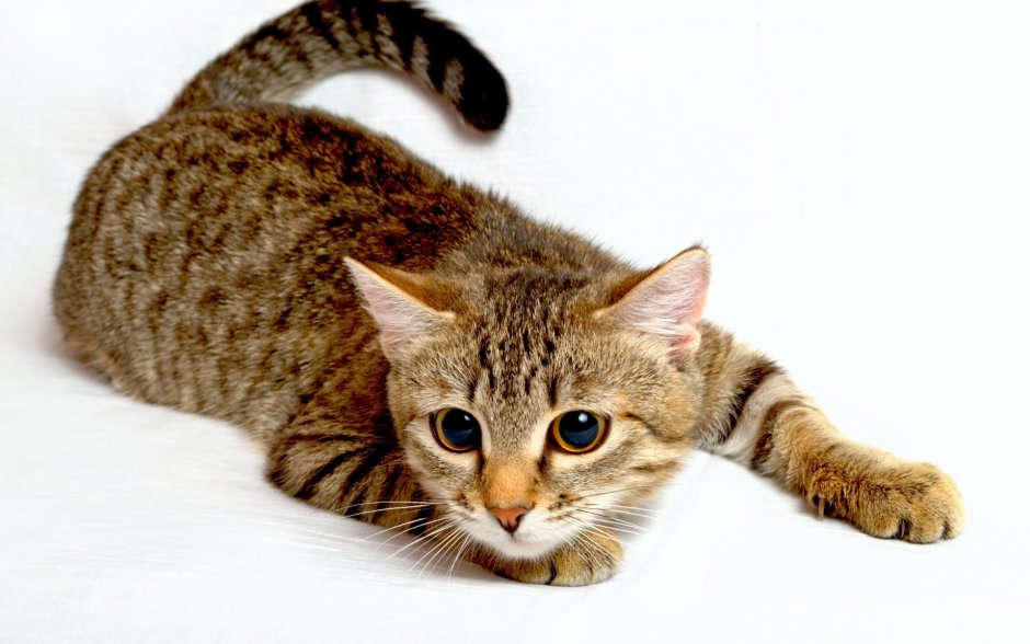 Кошка домашняя
