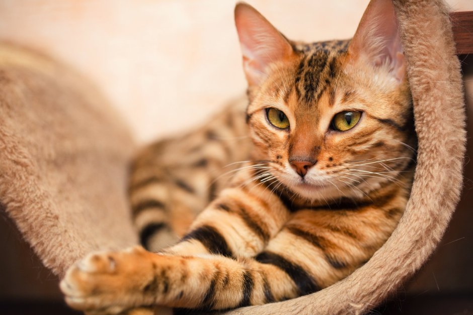 Калифорнийская сияющая кошка