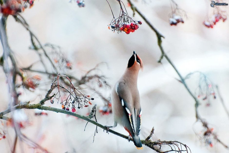 Февраль природа