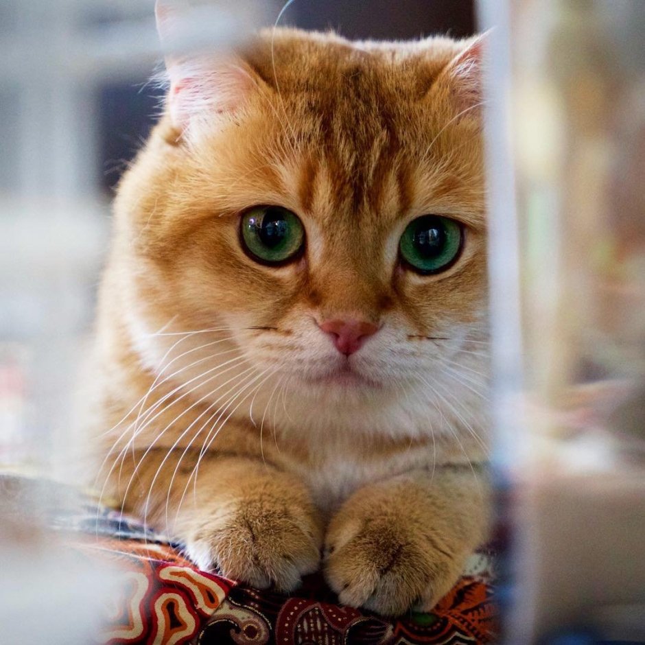 Скоттиш фолд Хосико