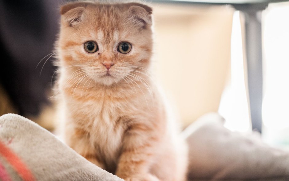 Шотландская вислоухая кошка рыжая