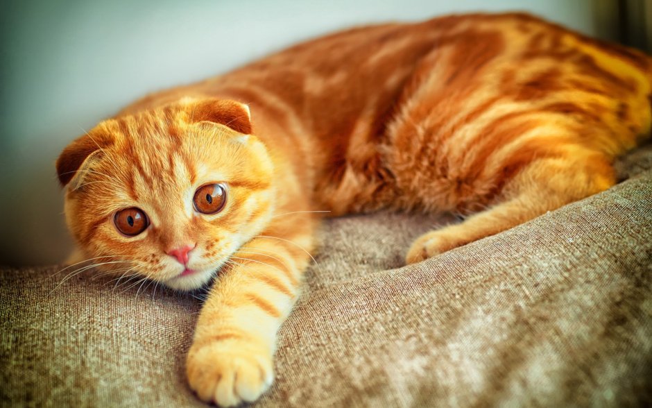 Скоттиш хайленд фолд рыжий