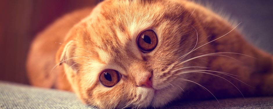 Скоттиш фолд красный мрамор