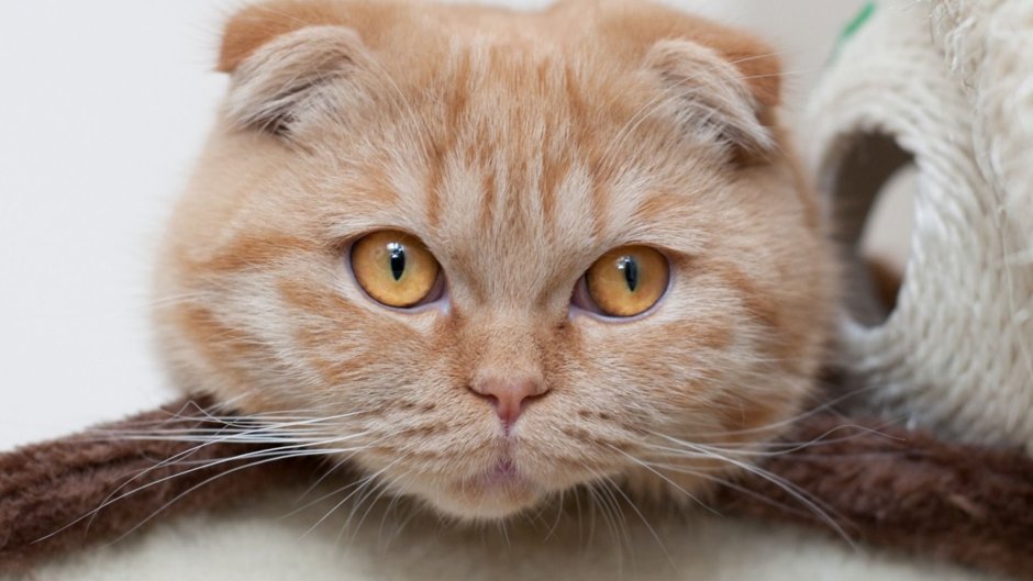 Шотландская вислоухая кошка рыжая