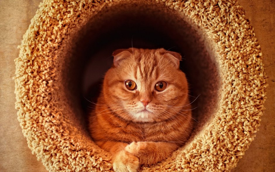 Скоттиш фолд рыжий