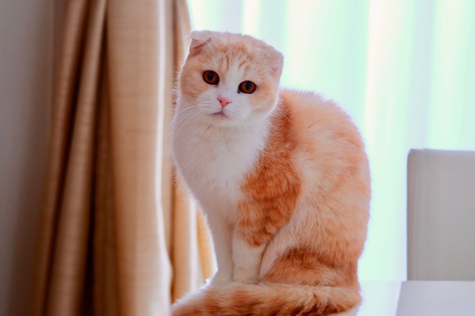 Шотландская вислоухая кошка