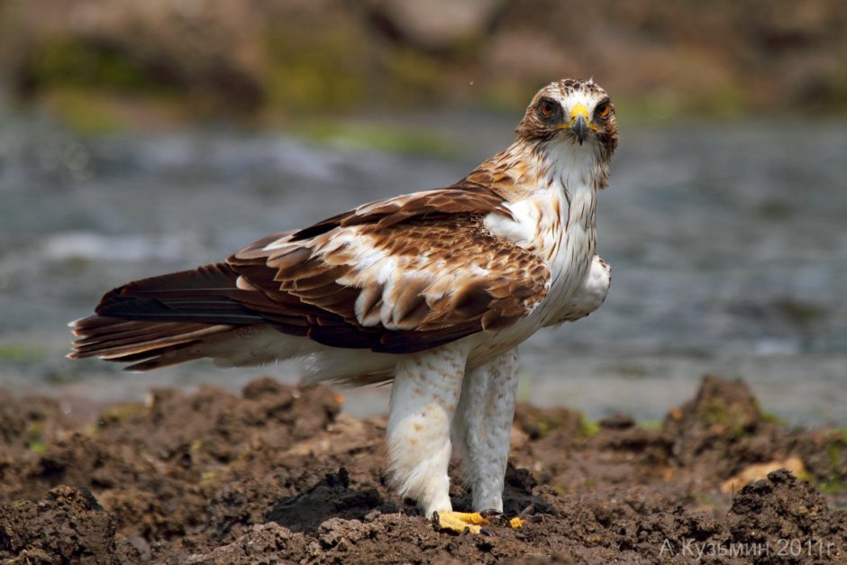 Орёл-карлик (Aquila pennata)