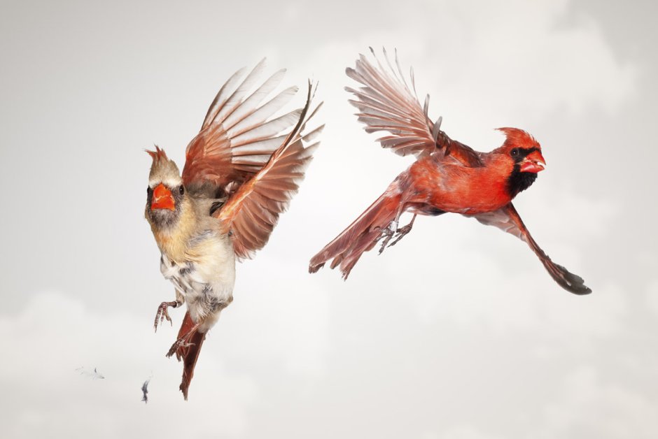 Cardinal 3425rt