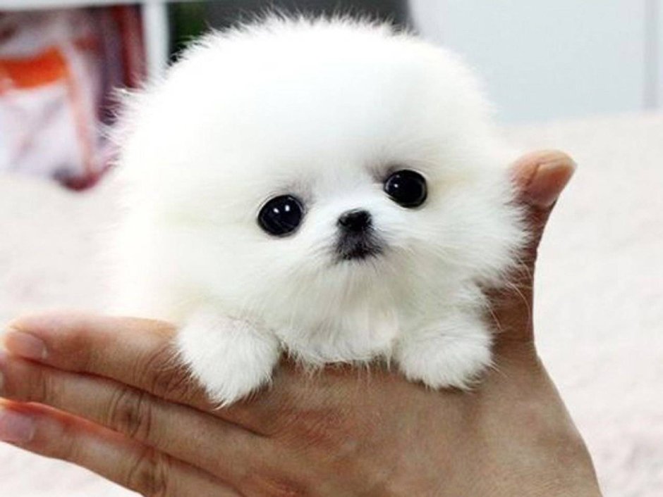 Teacup Pomeranian порода