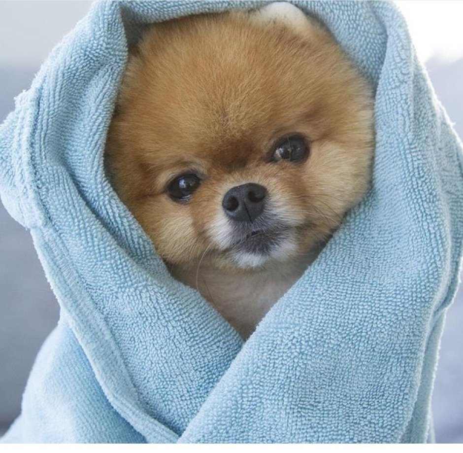 Померанский шпиц jiffpom белый