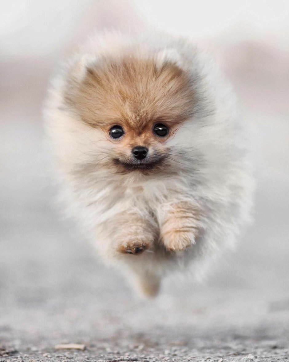 Померанский шпиц Boo