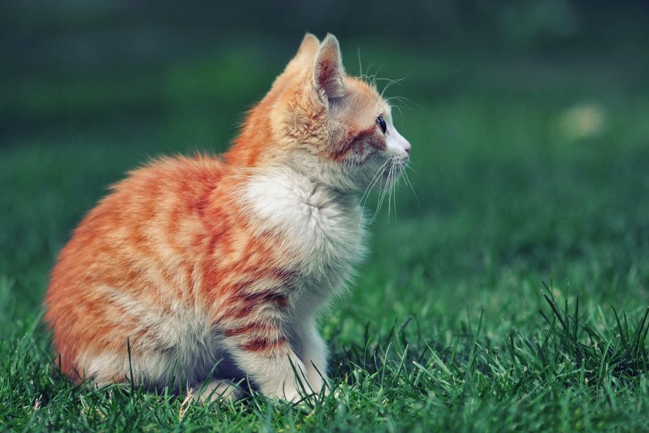 Котенок боком