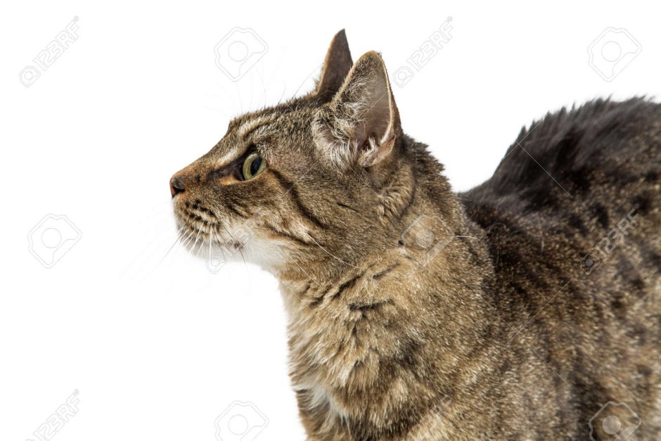Кошачья голова в профиль