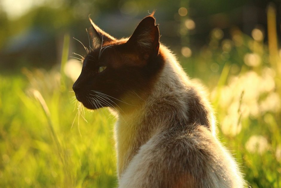 Сиамская кошка