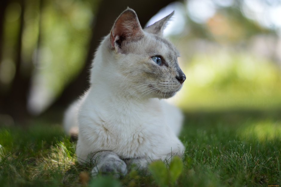 Кошка боком фото