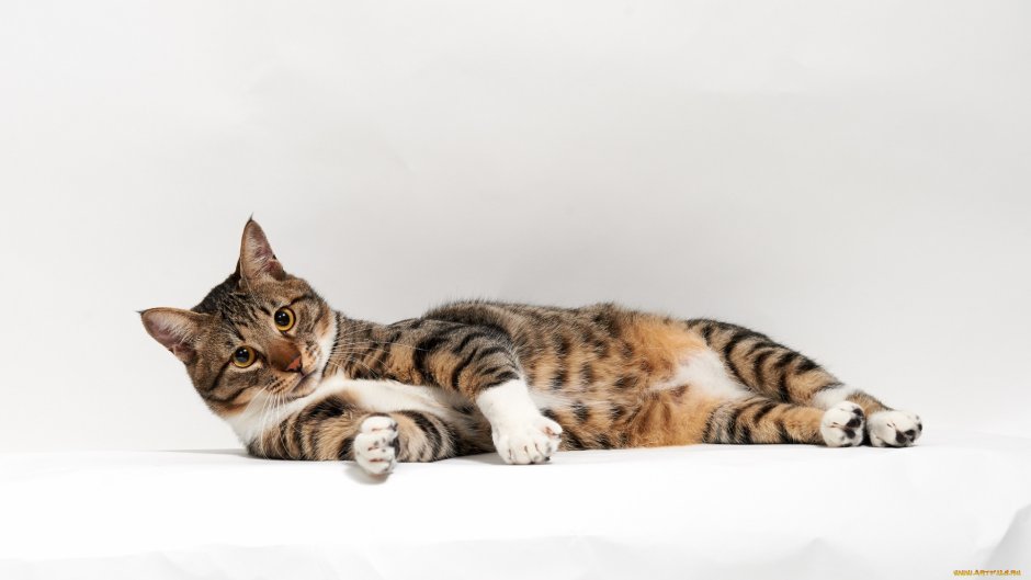 Лежачий кот
