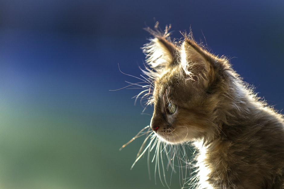 Кот в профиль