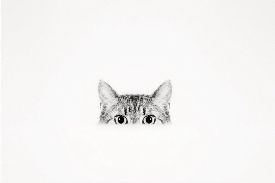 Кот выглядывает