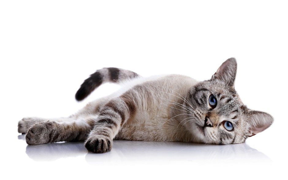 Котенок на белом фоне