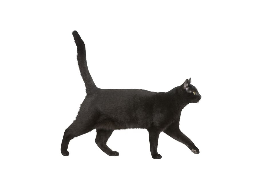 Черный кот идет