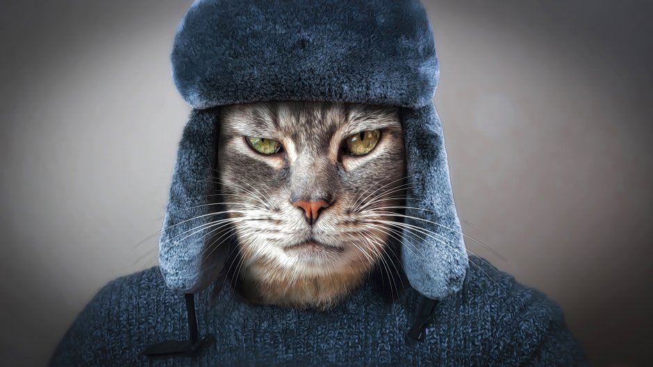 Кот в шапке ушанке