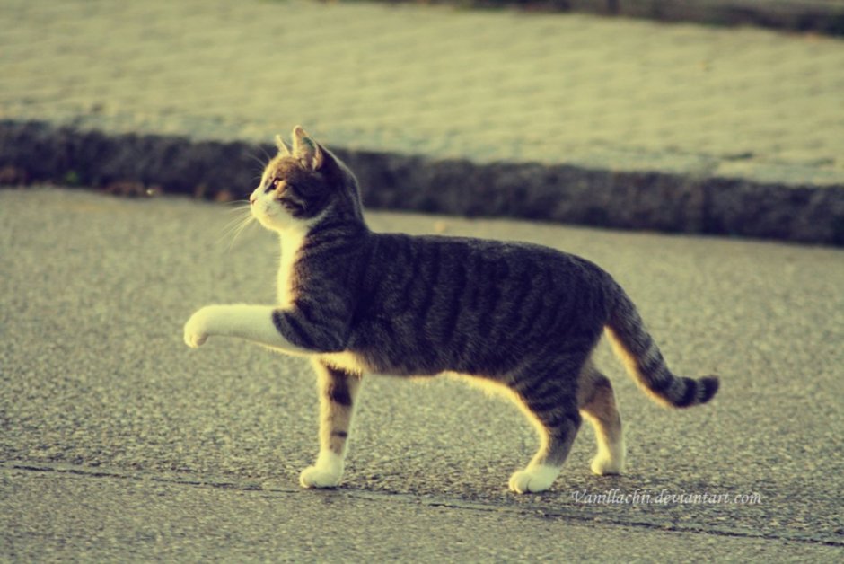 Кот шагает