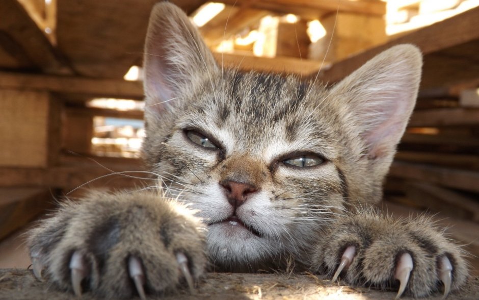 Кошачья лапа с когтями