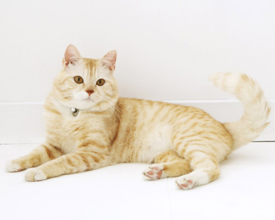 Лежачая кошка