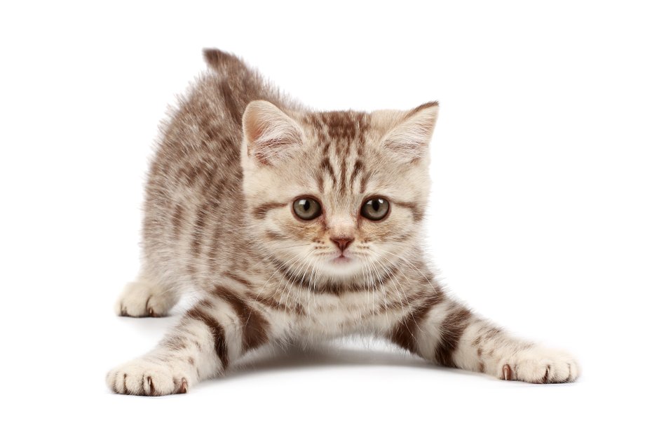 Котик на белом фоне