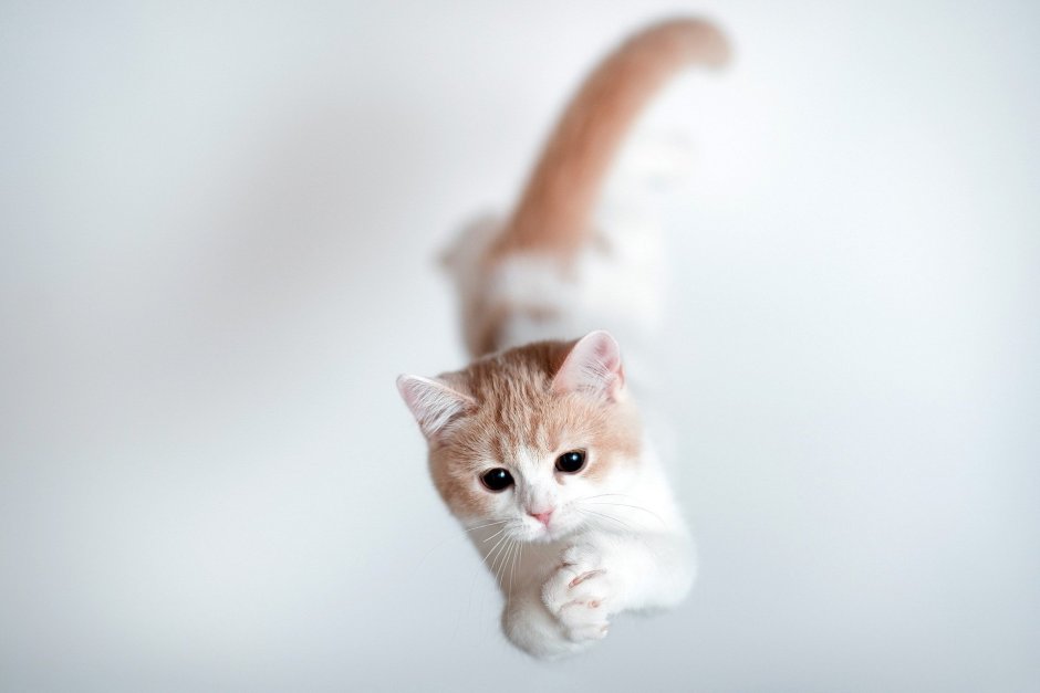 Котики на бежевом фоне