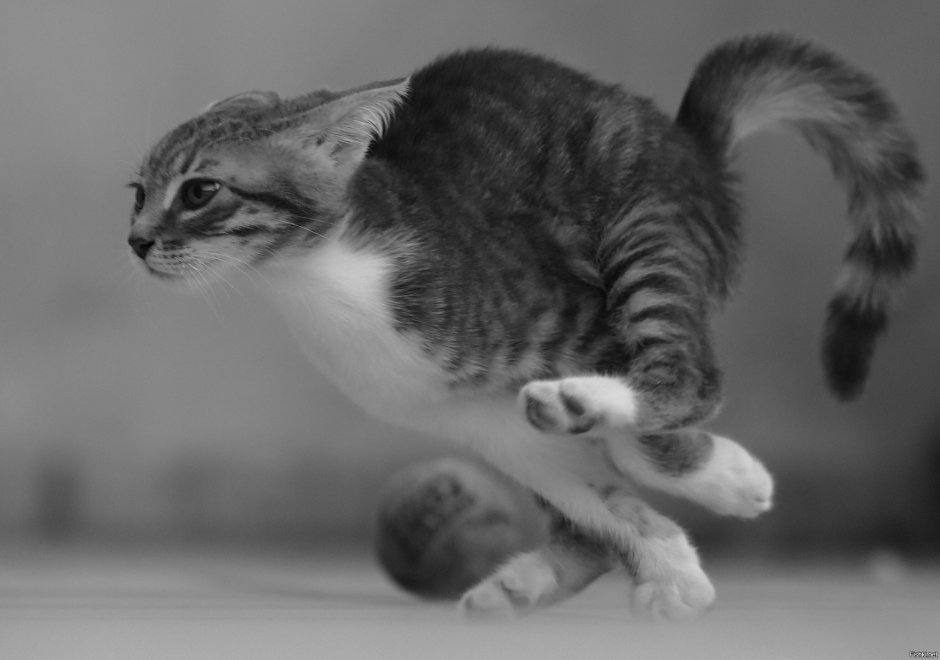 Кот мчится