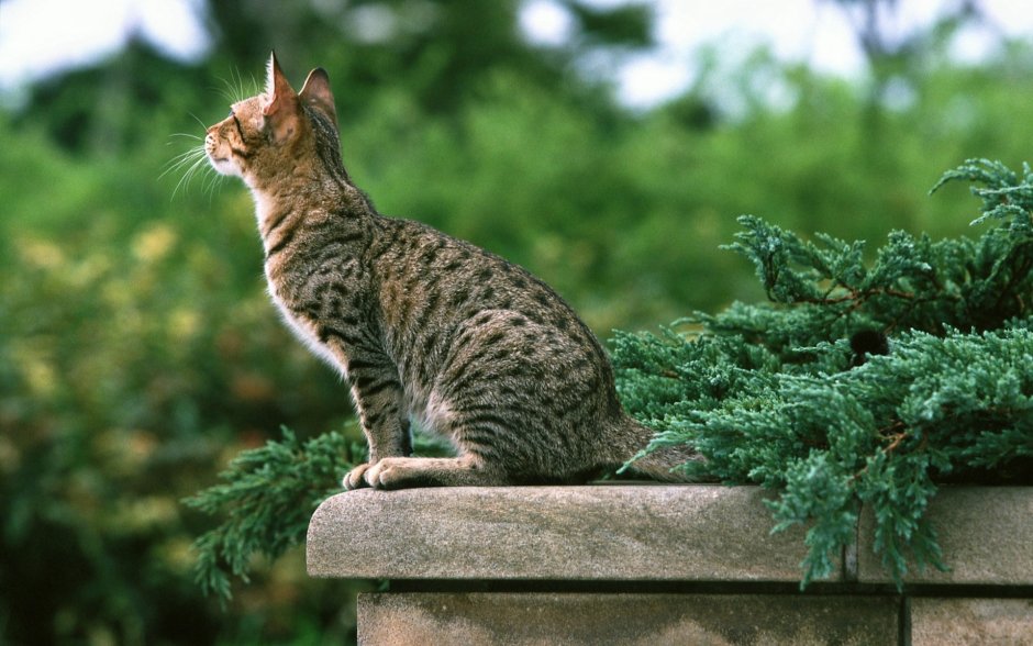 Кошка с боку