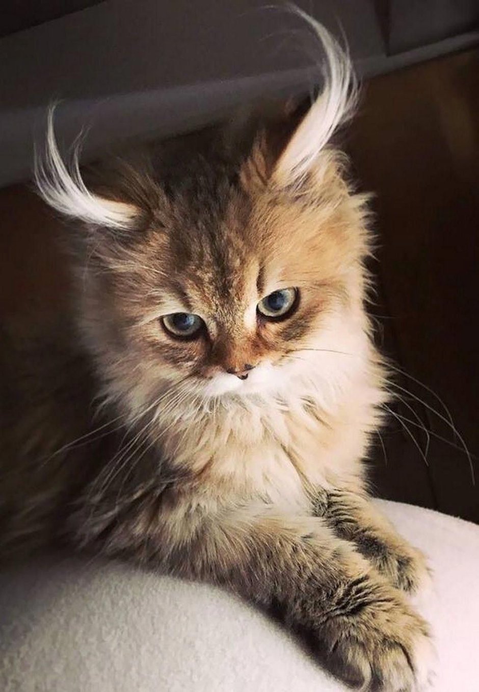 Красивый кот