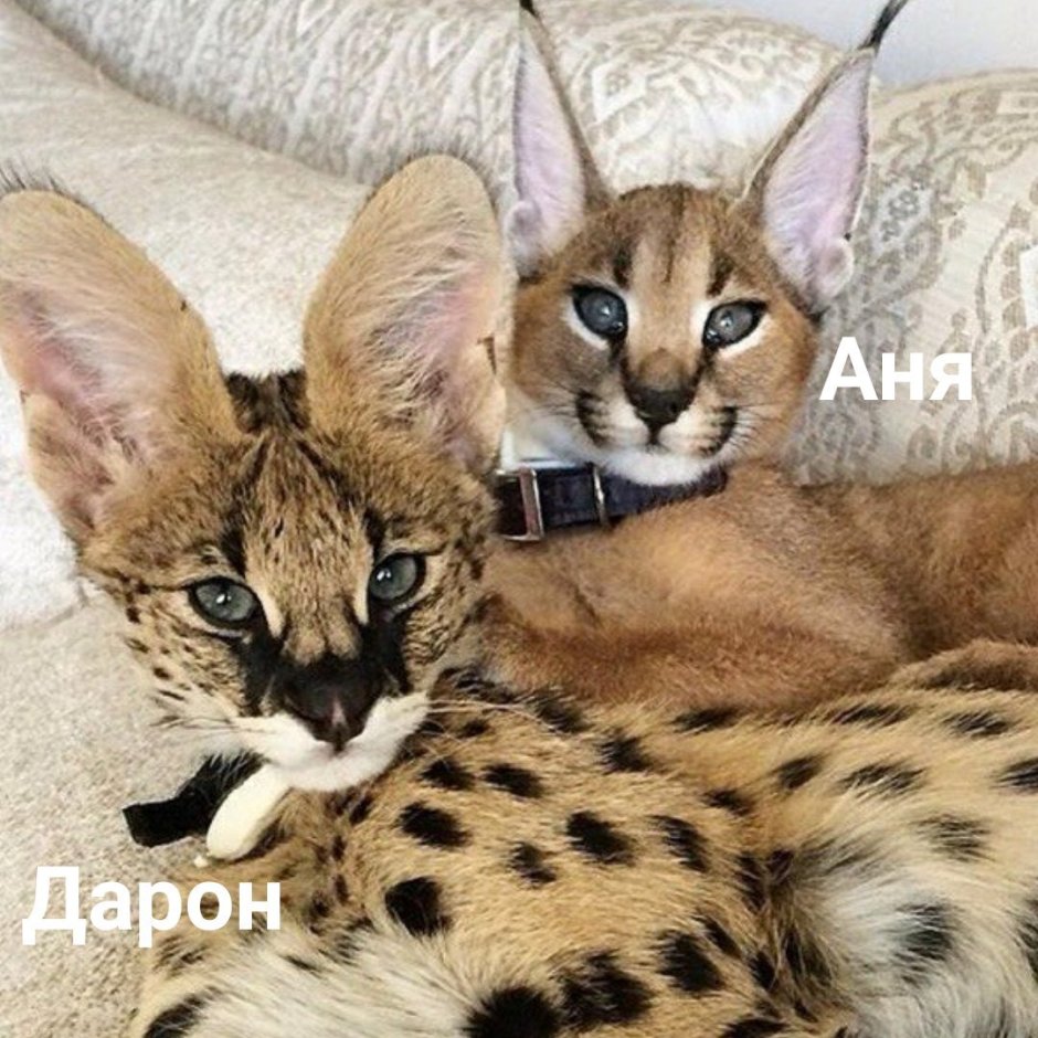 Сервал каракал Саванна