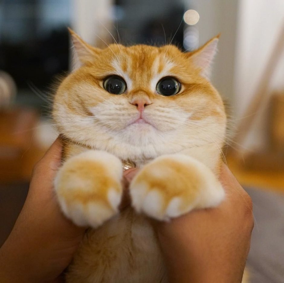 Кот с пухлыми щеками