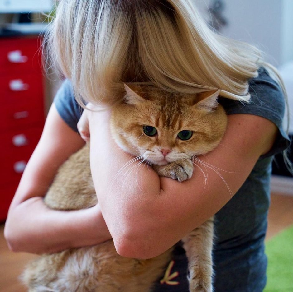 Настоящий кот