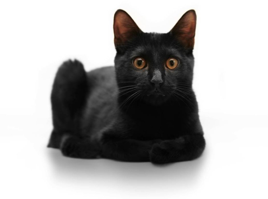 Бомбейская кошка