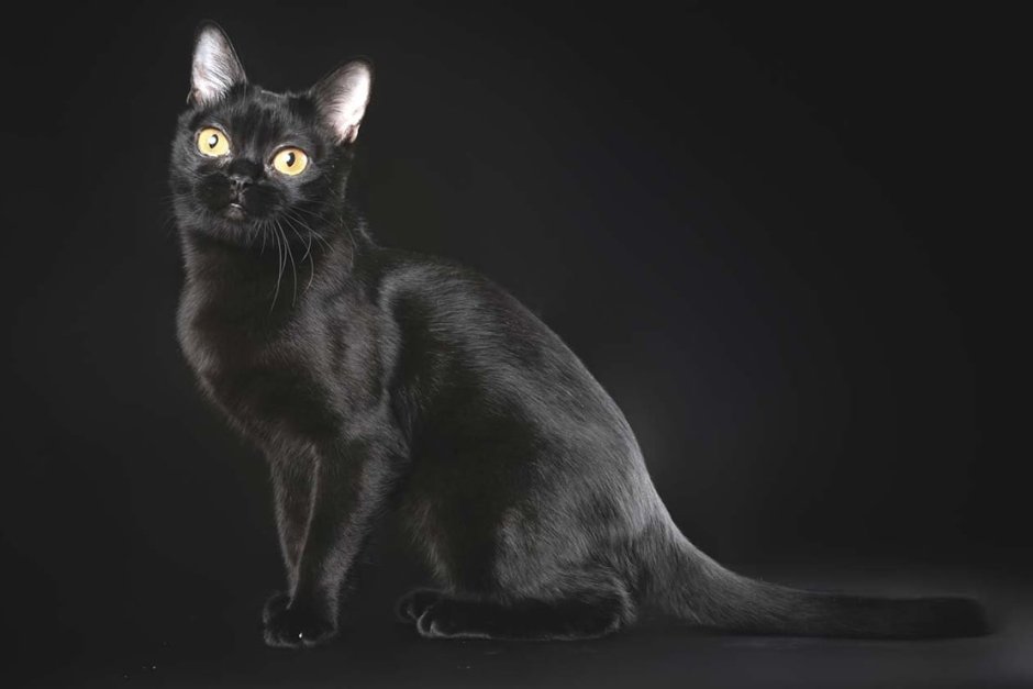 Британская Бомбейская кошка