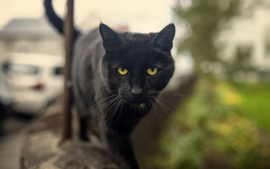 Бомбейская черная кошка