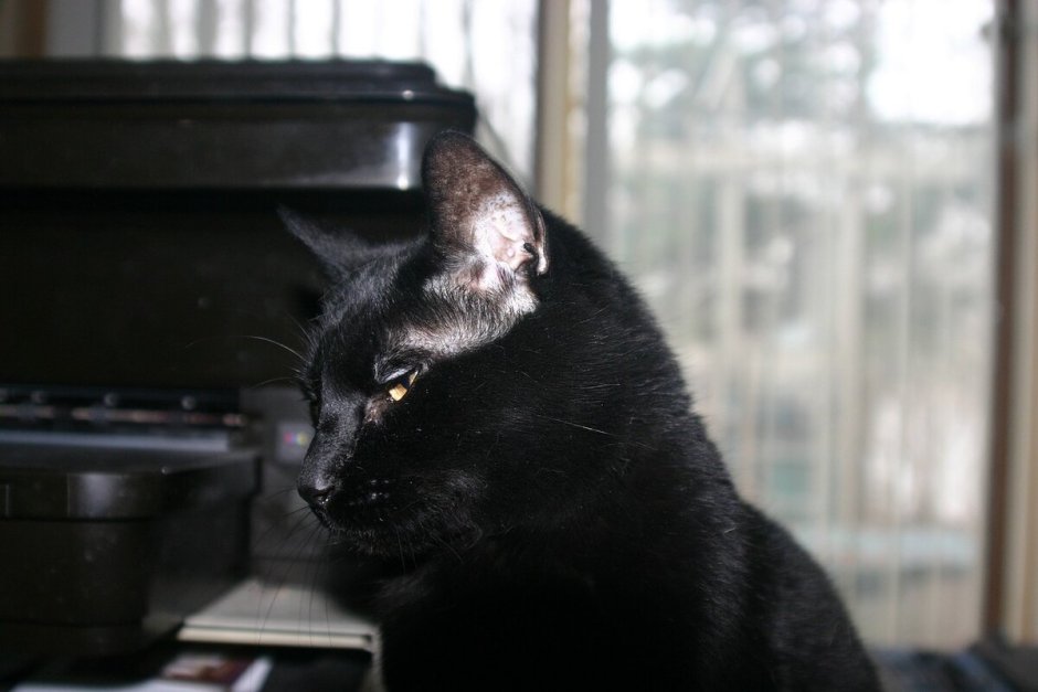 Бомбейская кошка